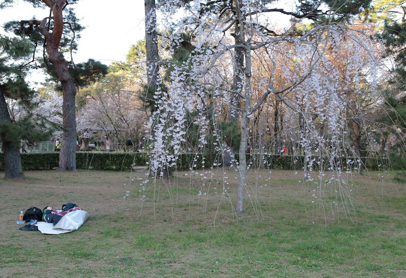 ���s�䉑�@�߉q�@�Ձ@�����ɐl�ԓ�l�i�q�ǂ��Ƒ�l�j�@�Q�Ă��܂�