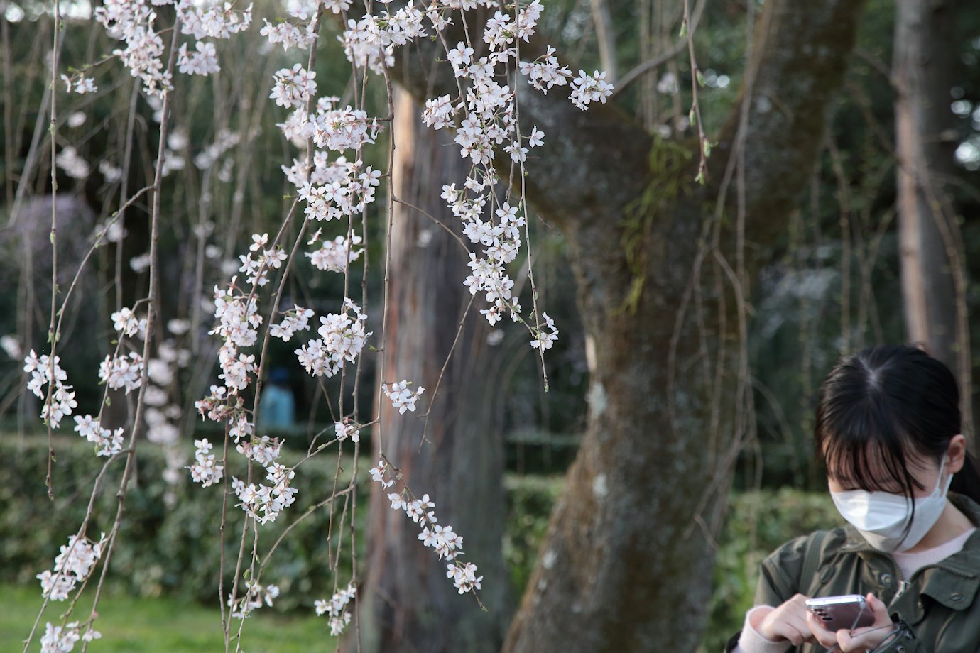 ���s�䉑�@�@�Â��ŗ������������͋C�͓��{�̏������L