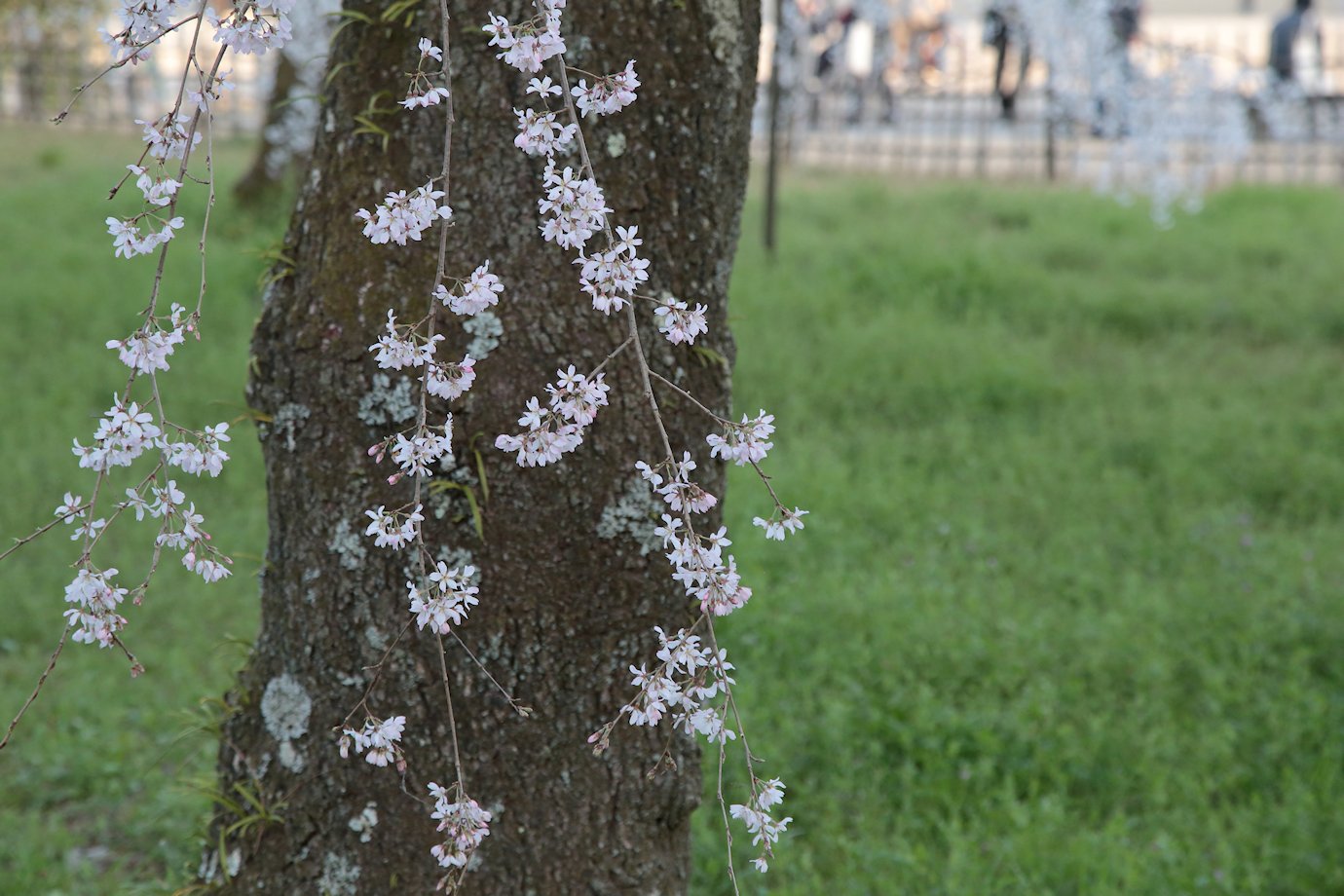 ���s�䉑�@�߉q�@��