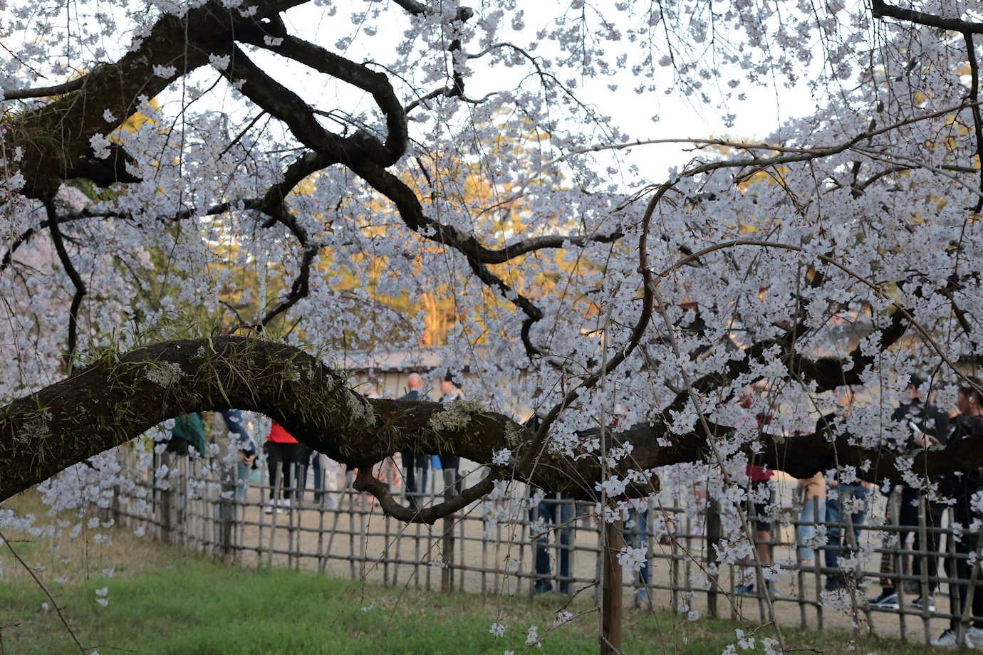 ���s�䉑�@�߉q�@��