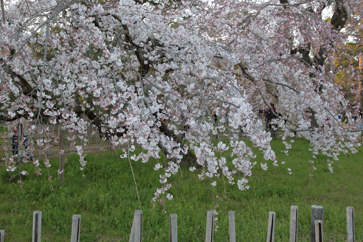 ���s�䉑�@�߉q�@��