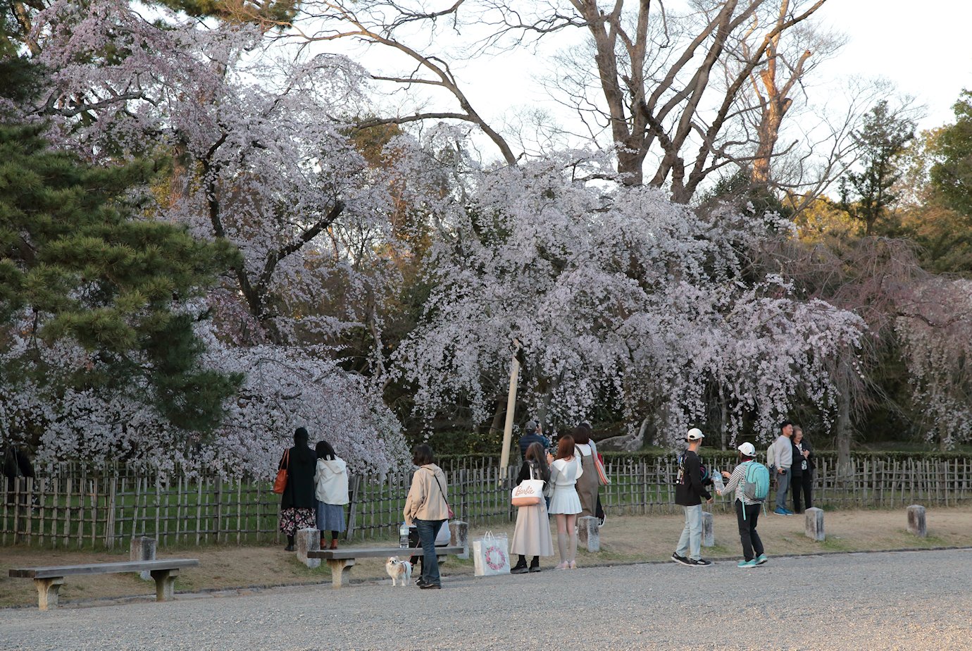 ���s�䉑�@�S���`���C�j�[�Y�@�}�X�N�Ȃ��@���ڂɌ��Ă������╵�͋C�Œ����l�Ƃ킩��