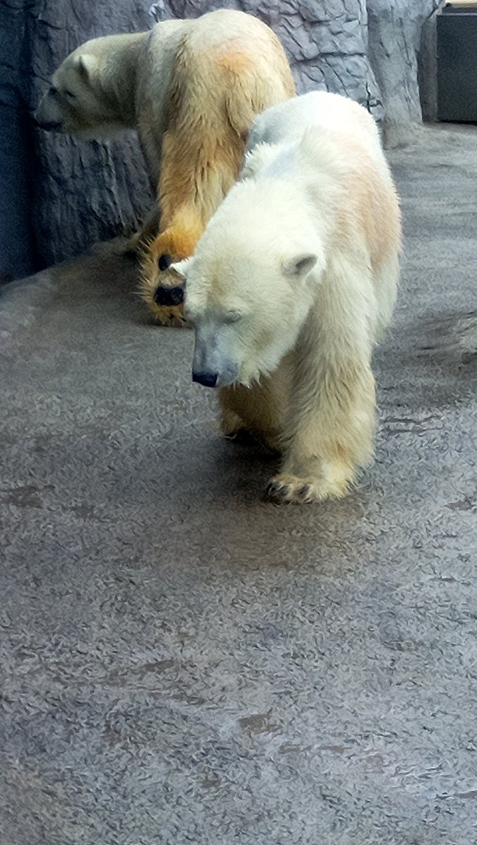 �z�b�L���N�O�}