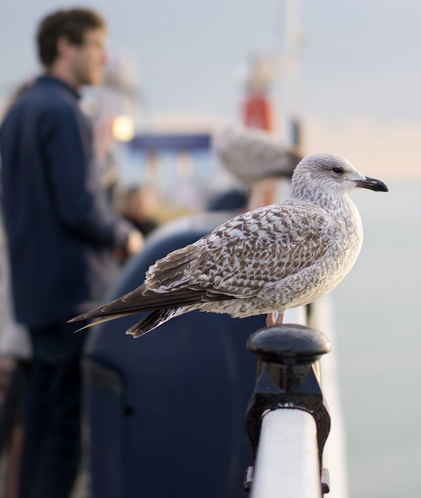 ���[���b�p�E�J�����@�@�u���C�g���@